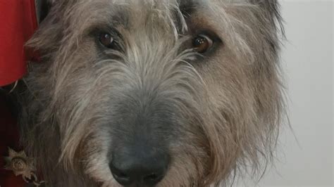 Platinum Jubilee: Seamus the Irish Guards mascot prepares for Trooping the Colour | News UK ...