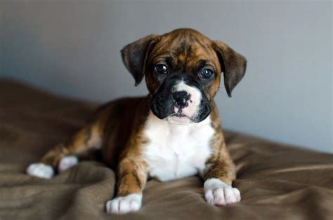 Brindle boxer puppy | Boxer puppy, Cute boxer puppies, Boxer puppies