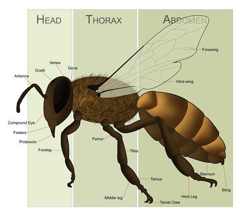 File:HoneyBeeAnatomy.png