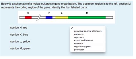 Solved: Below Is A Schematic Of A Typical Eukaryotic Gene ... | Chegg.com