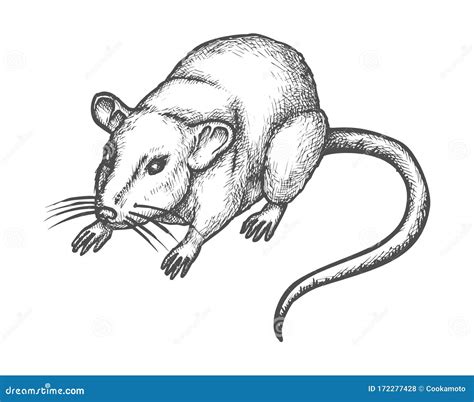 Sketch Mouse, Hand Drawn Wild Rat Rodent Animal Stock Vector - Illustration of extermination ...