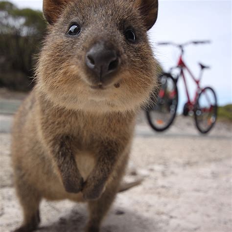 Cutest Australian Animals And Where To Find Them