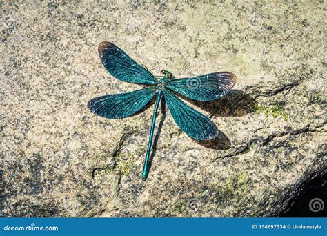 A Colorful Dragonfly On Plant . Closeup Of A Dragonfly Odonata Sitting On A Leaf. Royalty-Free ...