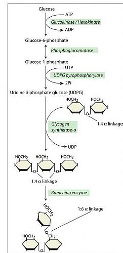 Glycogenesis Pathway, Definition, Glycogen Synthesis Steps, Cycle and Enzymes - Jotscroll