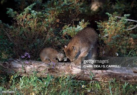 Lynx Cub Photos and Premium High Res Pictures - Getty Images