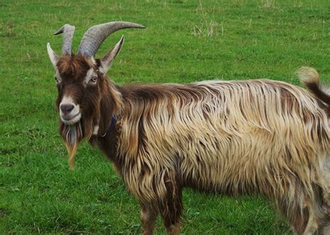 7 Dairy Goat Breeds Homesteaders Simply Love - Off The Grid News