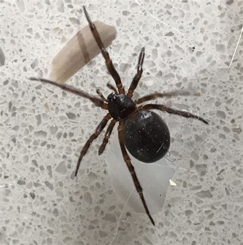 Steatoda borealis in Calgary, Alberta Canada