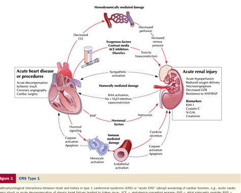 Figure 1 from Cardiorenal syndrome. | Semantic Scholar