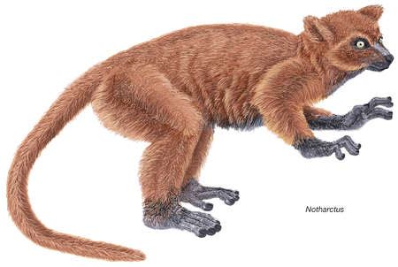 Stock Illustration - Notharctus, an extinct genus of small primates ...