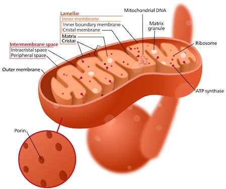 What Are the Inner Folds of the Mitochondria Called - FranciscoanceAllen