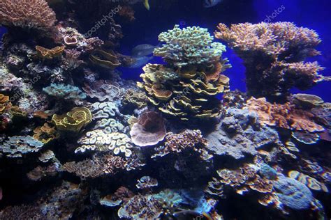 Coral reef in deep sea — Stock Photo © konstantin32 #4638668