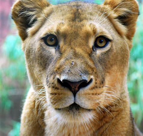 Mille Fiori Favoriti: Taronga Zoo, Mosman, NSW, Australia