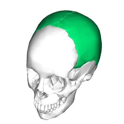 Parietal bones (2) | 人体