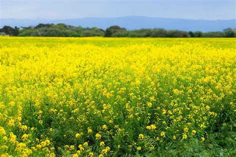 Mustard Field | Field wallpaper, Nature wallpaper, Mustard flowers