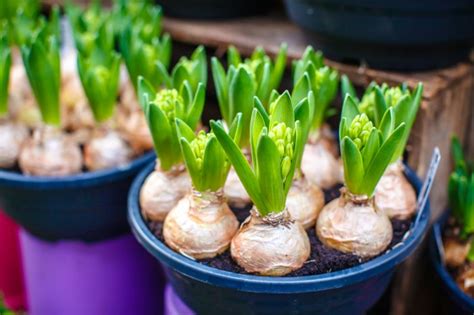 Voorjaarsbollen planten in 3 stappen - TuinWereld