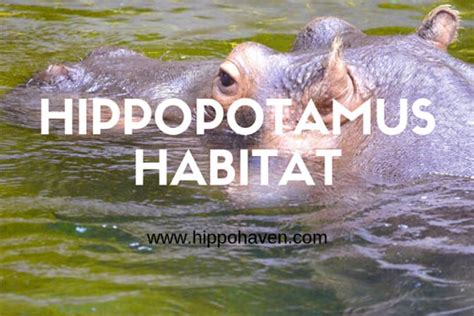 Hippopotamus Habitat - Where does Hippopotamus Live? - Hippo Haven