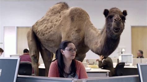 GEICO TV Commercial, 'The Best of GEICO: Hump Day' - iSpot.tv