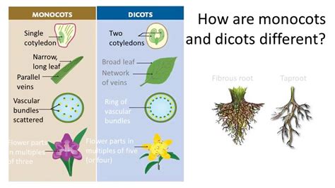 Difference Between Monocot And Dicot Examples