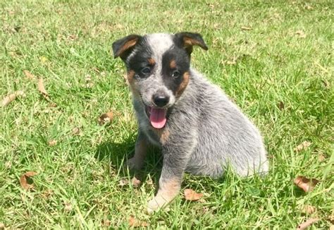 Blue Heeler Lab Mix: Breed Origin, Traits & Diet Guidelines