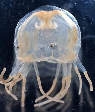 Box Jellyfish Photography