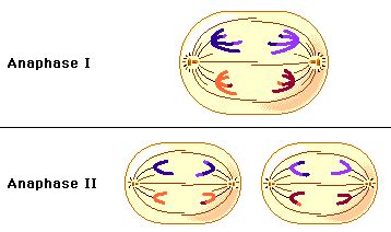 Standard 3.2.1 - Welcome to my Biology page!