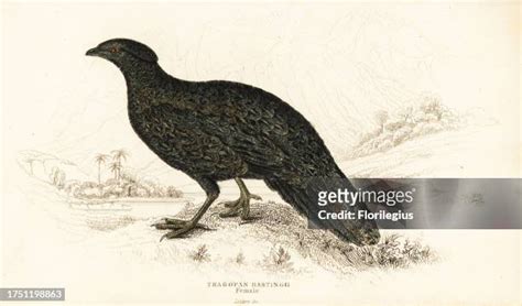 133 Tragopan Stock Photos, High-Res Pictures, and Images - Getty Images