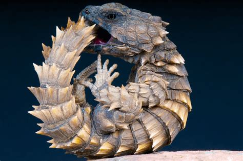 armadillo lizard for sale south africa - All Due Respect Bloggers ...