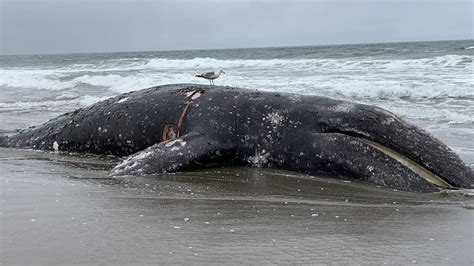 9th dead gray whale found in San Francisco Bay Area this year is cause ...