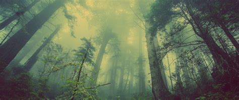 3440x1440 landscape forest trees mist nature, HD Wallpaper | Rare Gallery