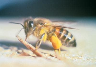 The Africanized Bee Myth | Root Simple