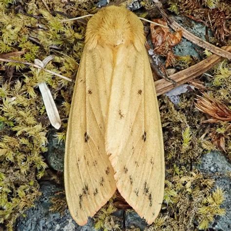 Pyrrharctia Isabella (Isabella Tiger Moth) – 10,000 Things of the Pacific Northwest