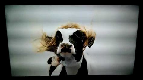 Funny Chick-fil-A cow in a wig commercial - YouTube