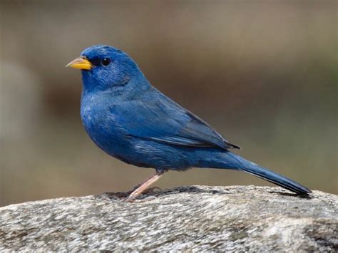 Blue Finch - eBird