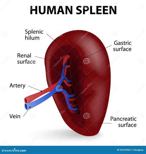 Human spleen stock vector. Illustration of phagocyte - 53319933