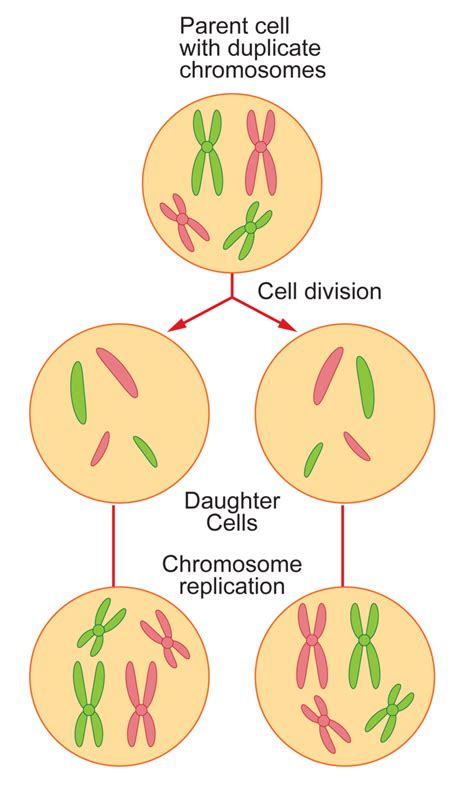 Cell Division | CK-12 Foundation