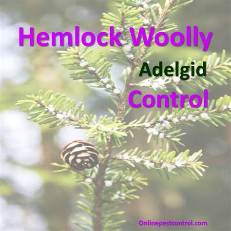 Hemlock Woolly Adelgid Control - Online Pest Control