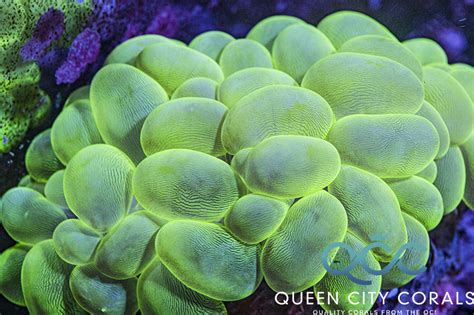 Neon Green Bubble Coral - (WYSIWYG) | Queen City Corals