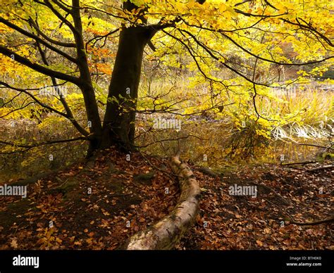 Autumn Colour in Burnham Beeches Forest, Buckinghamshire, UK Stock ...