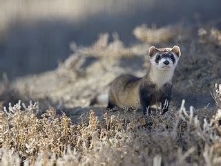 National Black-footed Ferret Conservation Center | Credit: R… | Flickr