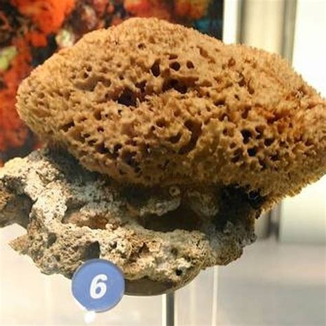 How to Clean Natural Sponges | Hunker | Natural sponge, Cleaning sea shells, Sea sponge
