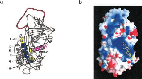 The structure of antithrombin bound to a high affinity synthetic... | Download Scientific Diagram