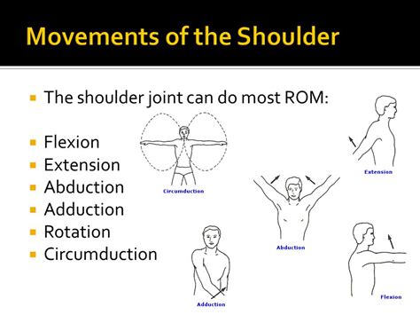 Shoulder Joint (Glenohumeral Joint) - ppt video online download