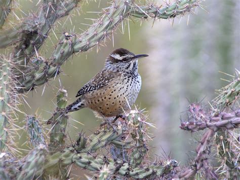 Cactus Wren | Audubon Field Guide