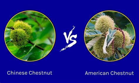 Chinese Chestnut vs American Chestnut: Is There a Difference? - A-Z Animals