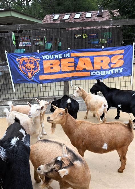 Brookfield Zoo animals ready for Sunday's Bears game against Packers ...