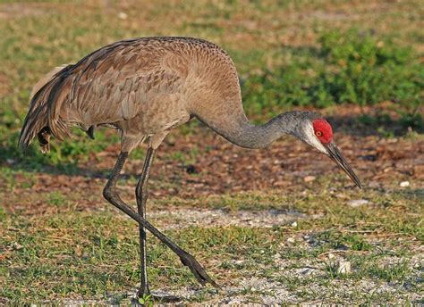 For first time in 100 years, Alabama will allow hunting of sandhill cranes - al.com