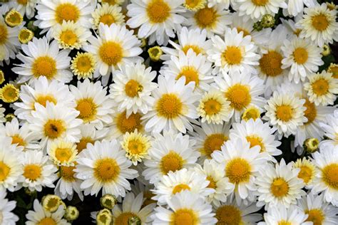 Yellow And White Flowers Free Stock Photo - Public Domain Pictures