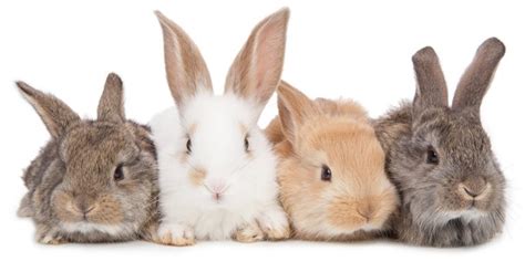 Rabbit Colors - The Range Of Bunny Colors And Have They Are Formed