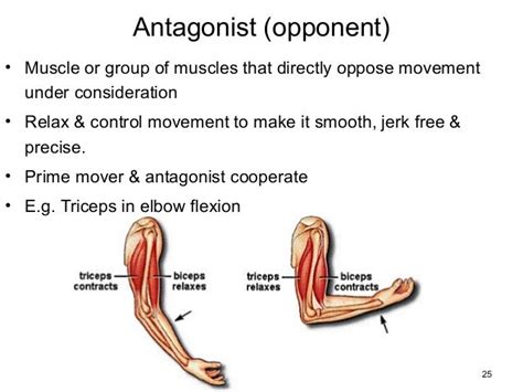 Antagonist Anatomy