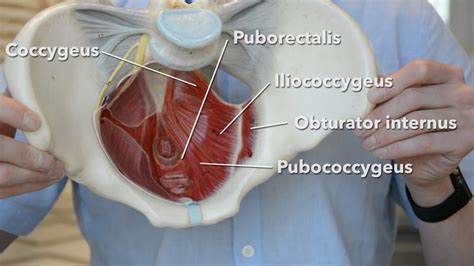 Post Pregnancy Bodies - Pelvic Floor - Healthy Post Natal Body